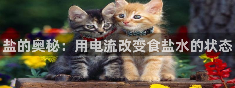 保定威九网络科技有限公司
